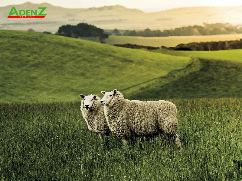 DU LỊCH NEW ZEALAND: KHÁM PHÁ QUỐC ĐẢO THIÊN ĐƯỜNG VÀ NHỮNG ĐIỀU CÓ THỂ BẠN CHƯA BIẾT