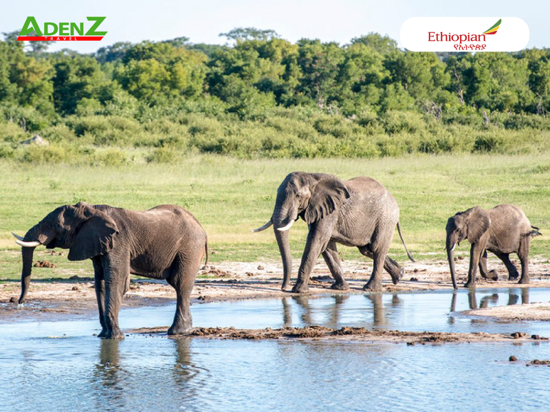 TOUR DU LỊCH ZIMBABWE EXPLORER - VICTORIA FALLS - CÔNG VIÊN QUỐC GIA ZAMBEZI, HWANGE, MATOBO - DI TÍCH ĐẠI ZIMBABWE - HARARE