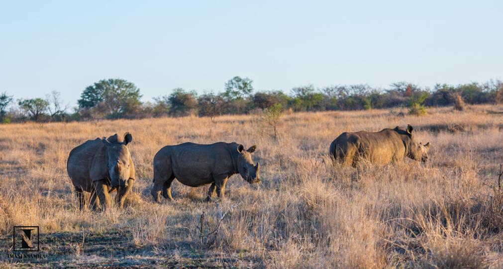 TOUR DU LỊCH ZIMBABWE EXPLORER - VICTORIA FALLS – CÔNG VIÊN QUỐC GIA ZAMBEZI, HWANGE, MATOBO – DI TÍCH ĐẠI ZIMBABWE – HARARE
