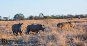 TOUR DU LỊCH ZIMBABWE EXPLORER - VICTORIA FALLS – CÔNG VIÊN QUỐC GIA ZAMBEZI, HWANGE, MATOBO – DI TÍCH ĐẠI ZIMBABWE – HARARE