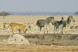 TOUR DU LỊCH ULTIMATE ZIMBABWE & BOTSWANA - VICTORIA FALLS - CÔNG VIÊN QUỐC GIA ZAMBEZI, CHOBE, MAKGADIKGADI PANS - KHU BẢO TỒN ELEPHANT SANDS - ĐỒNG BẰNG OKAVANGO