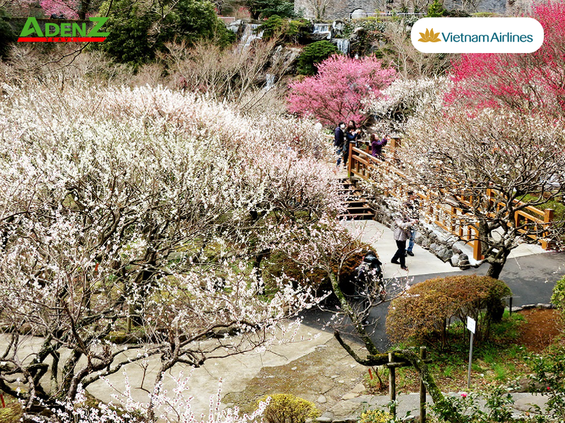 TOUR DU LỊCH NHẬT BẢN TRƯỢT TUYẾT & NGẮM HOA MƠ