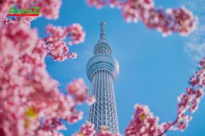TOUR DU LỊCH NHẬT BẢN MÙA HOA ANH ĐÀO TUYẾN TOKYO - FUJI - NAGOYA - KYOTO - OSAKA
