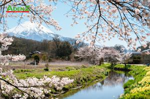 TOUR DU LỊCH NHẬT BẢN MÙA HOA ANH ĐÀO TUYẾN TOKYO – FUJI- TOYOHASHI – KYOTO– OSAKA