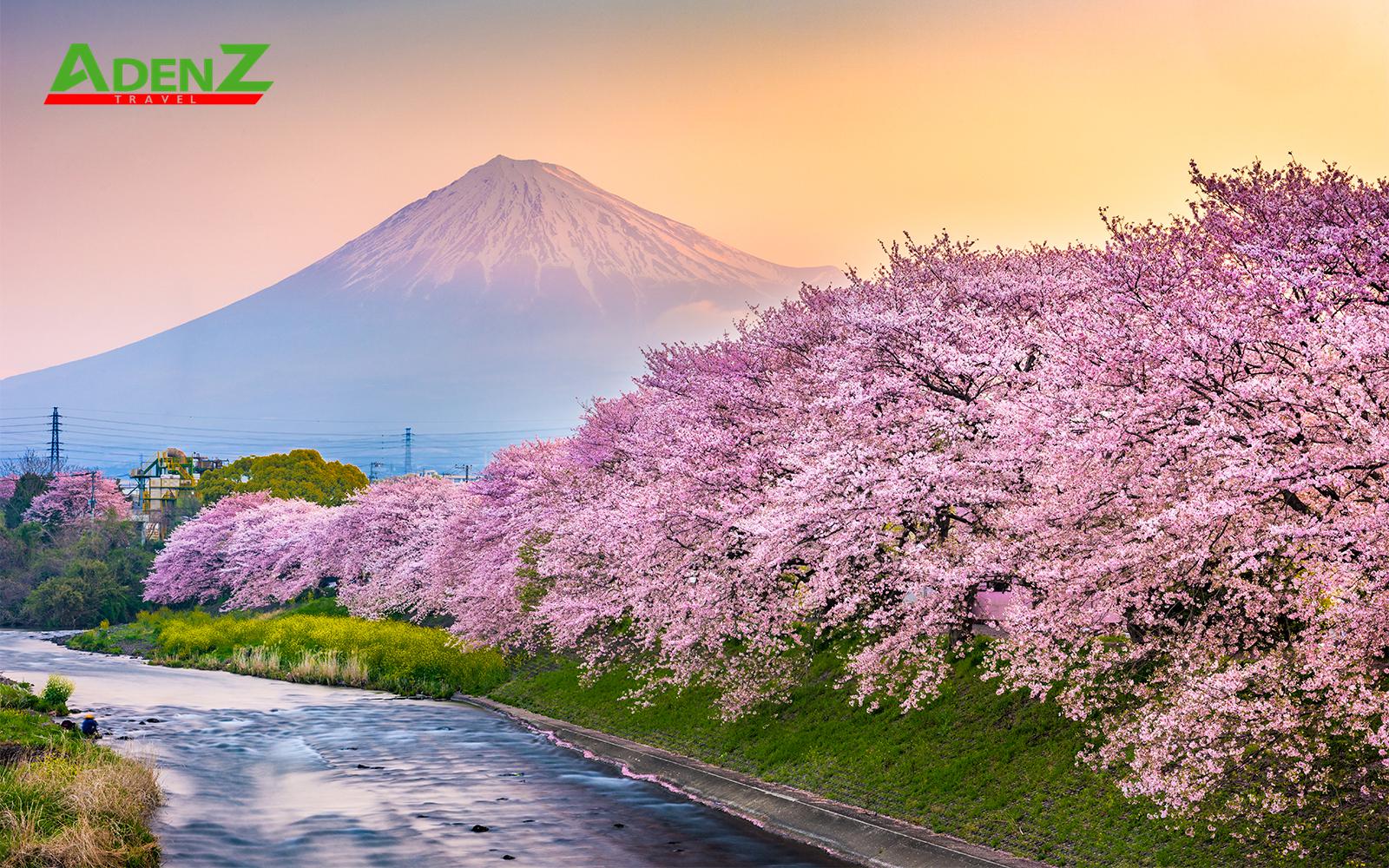 TOUR DU LỊCH NHẬT BẢN MÙA HOA ANH ĐÀO TUYẾN TOKYO - YAMANASHI - SHIZUOKA - SHIRAKAWAGO - NAGOYA