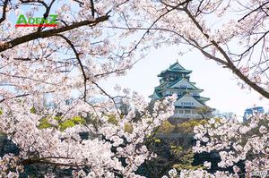TOUR DU LỊCH NHẬT BẢN MÙA HOA ANH ĐÀO TUYẾN TOKYO – FUJI- TOYOHASHI – KYOTO– OSAKA