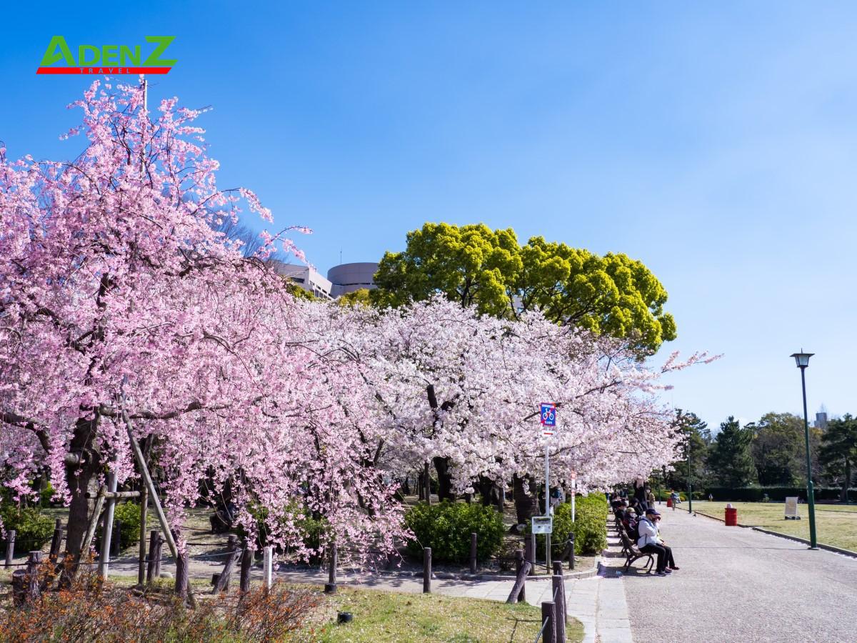 TOUR DU LỊCH NHẬT BẢN MÙA HOA ANH ĐÀO TUYẾN TOKYO - YAMANASHI - SHIZUOKA - SHIRAKAWAGO - NAGOYA