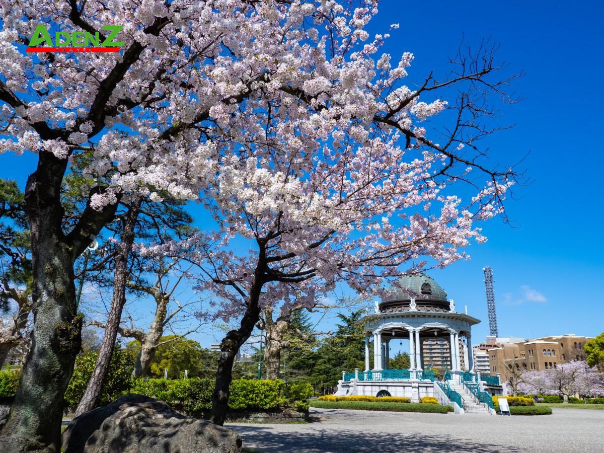 TOUR DU LỊCH NHẬT BẢN MÙA HOA ANH ĐÀO TUYẾN TOKYO - YAMANASHI - SHIZUOKA - SHIRAKAWAGO - NAGOYA