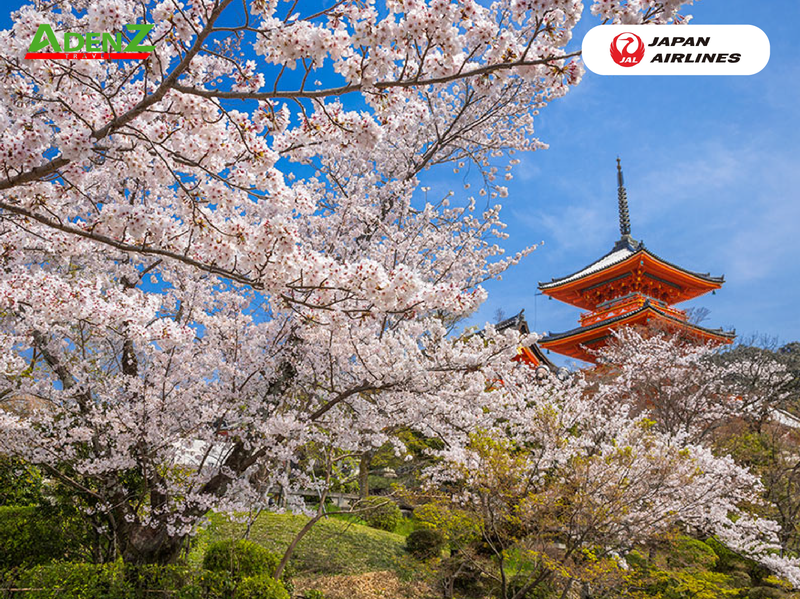 TOUR DU LỊCH NHẬT BẢN CUNG ĐƯỜNG VÀNG MÙA HOA ANH ĐÀO