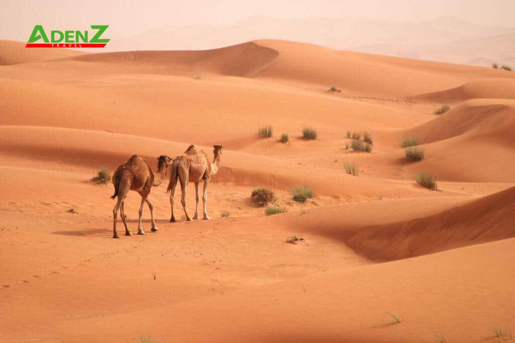 TOUR DU LỊCH DUBAI TUYẾN DUBAI - ABU DHABI