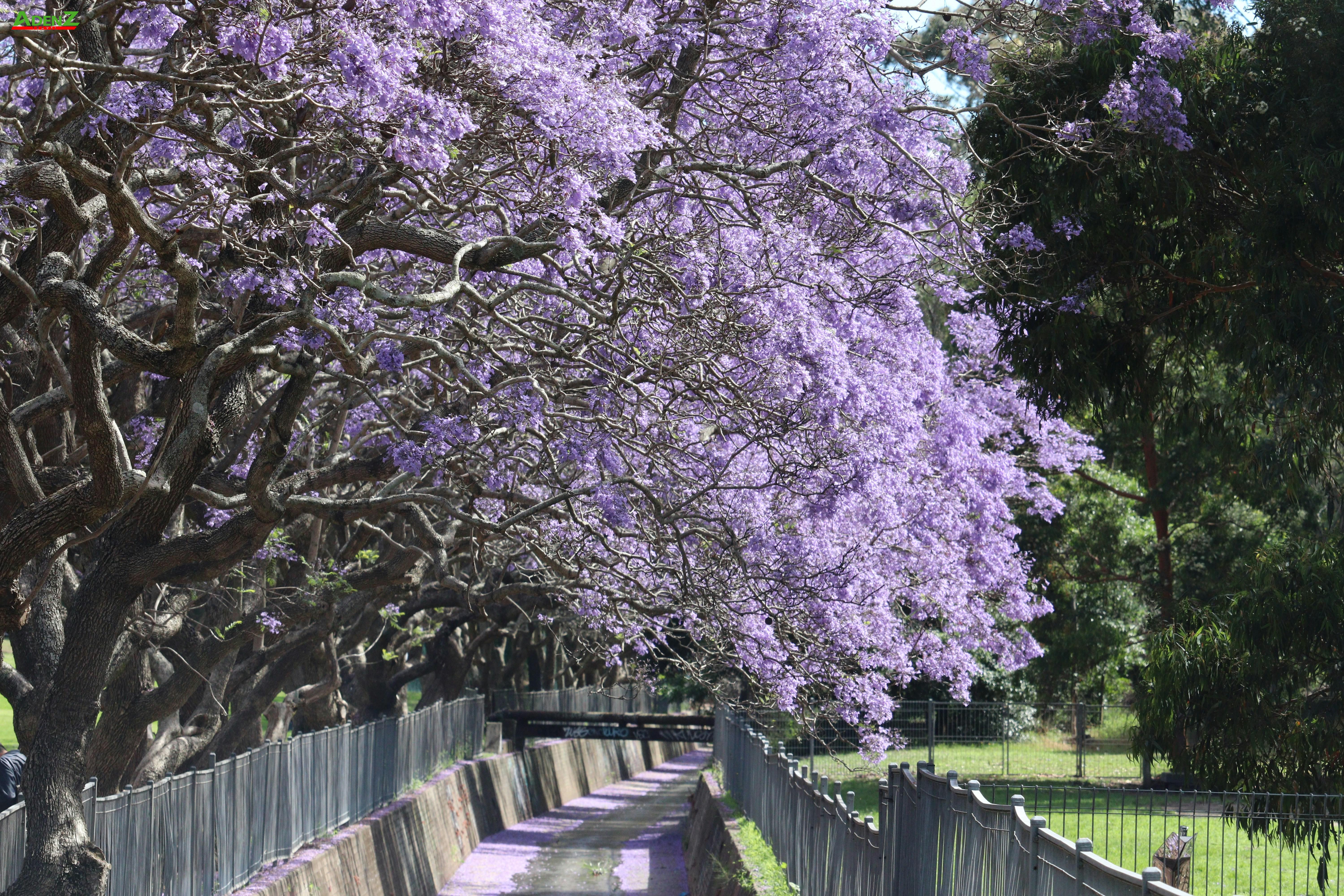 Mùa hoa phượng tím Jacaranda