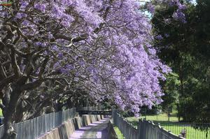 Mùa hoa phượng tím Jacaranda
